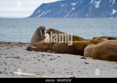 Atlantischen Walross, Spitzbergen, Svalbard, Das arktische Norwegen Stockfoto