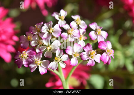 gemeinsamen Schafgarbe, Achillea millefolium Stockfoto