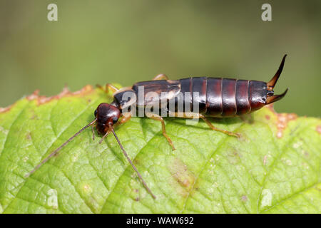 Gemeinsame Earwig Forficula auricularia Männlich Stockfoto