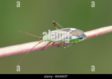 Luzern Bug Adelphocoris lineolatus Stockfoto