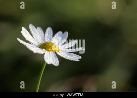 Daisy mit Wassertropfen Nahaufnahme auf der grünen Wiese. Auf Kamille weißen Blütenblättern, frische Sommer Natur Tau Stockfoto