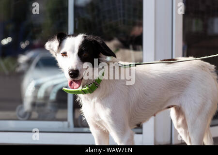 Schöner Hund wartet darauf, dass die Eigentümer in der Nähe des Store. Süße weiße Tier auf eine grüne Leine mit schwarzen Flecken und öffnete den Mund. Hund zeigt Zunge. Stockfoto