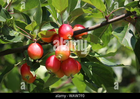 Rote Äpfel auf einem Baum in einem Sommergarten, selektive konzentrieren. Reif Paradies apple Früchte hängen an einem Zweig mit grünen Blättern Stockfoto