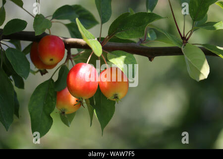 Rote Äpfel auf einem Baum in einem Sommergarten, selektive konzentrieren. Reif Paradies apple Früchte hängen an einem Zweig mit grünen Blättern Stockfoto