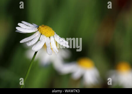 Kamille mit Wassertropfen Nahaufnahme auf der grünen Wiese. Auf daisy weißen Blütenblättern, heilpflanze, frische Sommer Natur Tau Stockfoto