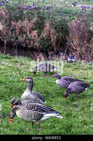 Graugans (Anser anser). Teil einer Herde wilder Vögel füttern bei Martin bloße, Lancs. England. Stockfoto