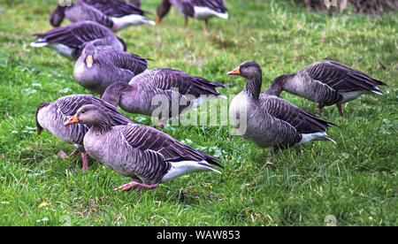 Graugans (Anser anser). Teil einer Herde wilder Vögel füttern bei Martin bloße, Lancs. England. Stockfoto