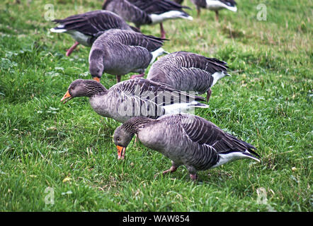 Graugans (Anser anser). Teil einer Herde wilder Vögel füttern bei Martin bloße, Lancs. England. Stockfoto