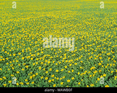 Hohe Betrachtungswinkel von Sonnenblumen Feld in der spanischen Landschaft Stockfoto