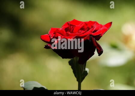 Wunderschöne rote Rose im Garten Stockfoto