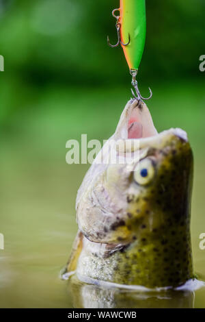 Fisch Forelle im Süßwasser gefangen. Fisch offenen Mund hängen an Haken. Angelausrüstung. Köder Löffel Angeln Zubehör. Fisch in der Falle. Opfer der Wilderei. Speichern der Natur. Am Haken. Stille Konzept. Stockfoto