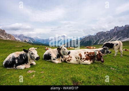 Kühe auf einer Weide in den Dolomiten, Giau Pass Stockfoto