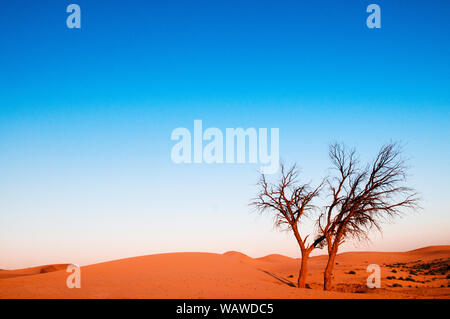 Toter Baum in Al Wathba Wüste, Abu Dhabi. Stockfoto