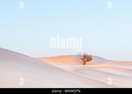 Toter Baum in Al Wathba Wüste mit schönen Sand dune Stockfoto