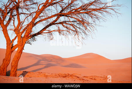 Schönen lebhaften orange Farbe toter Baum in Al Wathba Wüste mit Sonnenuntergang Licht und klaren Himmel. Dubai - Abu Dhabi. UAE Stockfoto