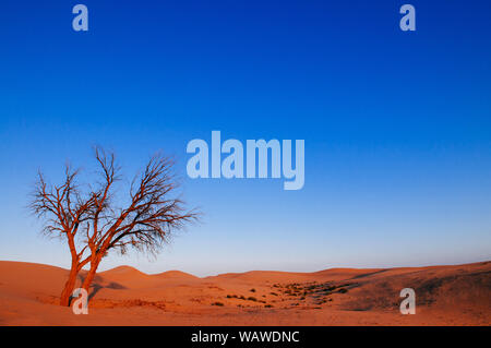 Schönen lebhaften orange Farbe toter Baum in Al Wathba Wüste mit Sonnenuntergang Licht und klaren Himmel. Dubai - Abu Dhabi. UAE Stockfoto