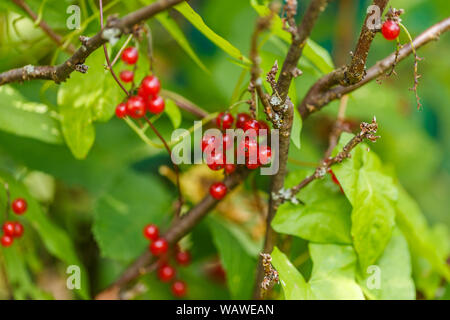 Ein Paar rote Johannisbeeren auf einem Zweig. Die reifen Beeren Johannisbeere Ernte Stockfoto