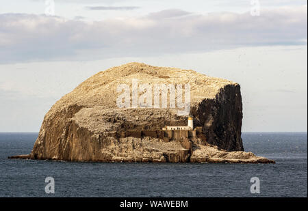 Der Bass Rock während Basstölpel Verschachtelung von North Berwick, East Lothian, Schottland, Großbritannien. Stockfoto