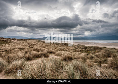 Dunkle Wolken über Sanddünen und dem großen Sandstrand und die fernen Hügel von Zoll Strand auf der Halbinsel Dingle im Südwesten Irlands Stockfoto