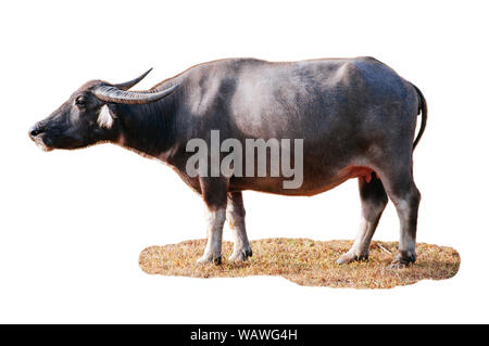 Farm Animal inländischen Wasserbüffel lokale Thailand asiatische Büffel- oder Bubalus bubalis" auf weißem Hintergrund Stockfoto