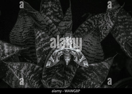 Große schöne Oleander Hawk-moth-Armee grün Motte auf Snake Anlage verlässt. Schwarz/Weiß-Bild Stockfoto