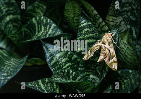 Große schöne Oleander Hawk-moth-Armee grün Motte auf Snake Anlage dunkelgrüne Blätter Stockfoto