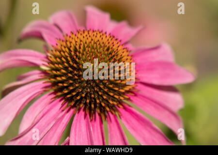 Echinacea, pale Purple coneflower Stockfoto