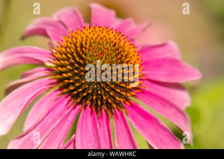 Echinacea, pale Purple coneflower Stockfoto
