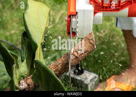 Arbeitnehmer verwendet werden elektrische Kettensäge schneiden tree branch Stockfoto