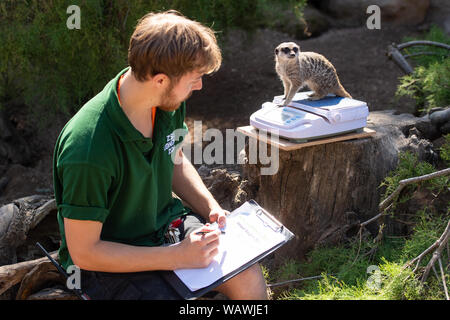 Zookeeper Lukas wiegt ein erdmännchen während der jährlichen Weigh-in im ZSL London Zoo, London. Stockfoto