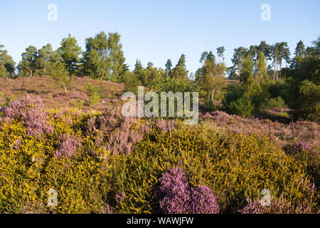 Lowland heath Landschaft bei Crooksbury Gemeinsame in Surrey, UK, im Sommer morgen mit bunt blühende Heidekraut und Ginster Stockfoto