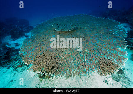 Riesigen Tischkoralle, Acropora sp., Raja Ampat Indonesien. Stockfoto