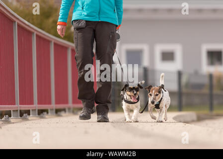 Zwei gehorsame Hunde Spaziergang an der Leine mit ihrem Besitzer im Dorf - süße Jack Russell Terrier Stockfoto