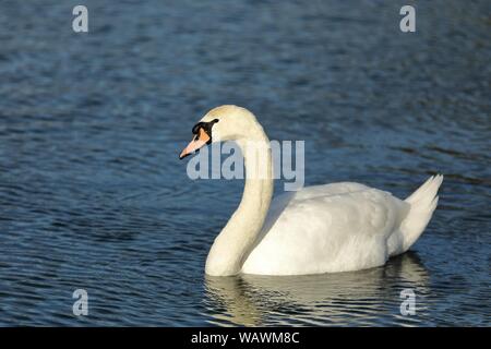 Höckerschwan (Cygnus olor) schwimmt auf einem See, Nord Holland, Niederlande Stockfoto