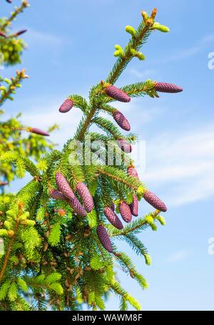 Die Fichte (Picea abies), Zweig mit unreifen rötlich Kegel Fichte, Biosphärenreservat Rhön, Hessen, Deutschland Stockfoto