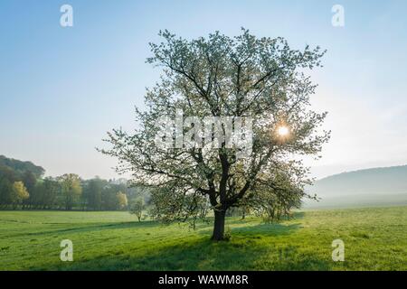 Einsamer Baum, wilde Kirsche (Prunus Avium), Blüte, Morgensonne, Back Light, Thüringen, Deutschland Stockfoto