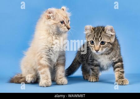 Zwei breedscats American Curl (Felis silvestris catus), schwarz gestromt und Blue Tabby Point, 10 Wochen, Österreich Stockfoto