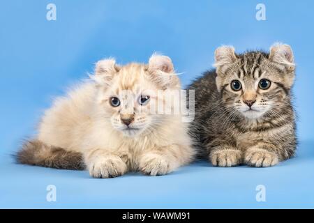 Zwei breedscats American Curl (Felis silvestris catus), schwarz gestromt und Blue Tabby Point, 10 Wochen, Österreich Stockfoto