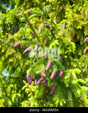 Die Fichte (Picea abies), Zweig mit unreifen rötlich Kegel Fichte, Biosphärenreservat Rhön, Hessen, Deutschland Stockfoto