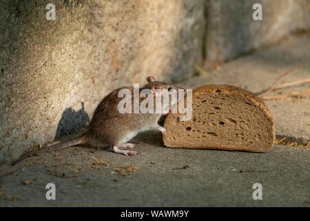 Braune Ratte (Rattus norvegicus) schnüffelt auf Brot, Thüringen, Deutschland Stockfoto