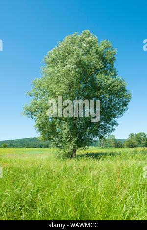 Weiße Weide (Salix alba), auf einer Wiese, Thüringen, Deutschland Stockfoto