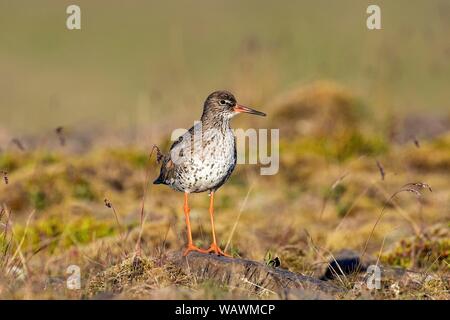 Gemeinsame Rotschenkel (Tringa totanus), stehen auf einem Stein, Halbinsel Snaefellsnes, Island Stockfoto