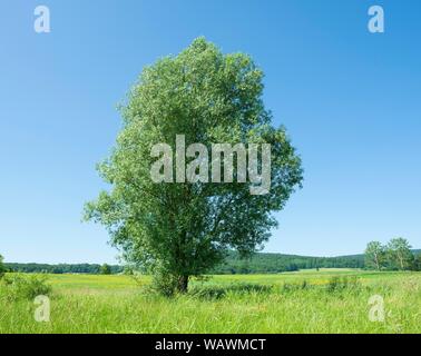 Weiße Weide (Salix alba), auf einer Wiese, Thüringen, Deutschland Stockfoto