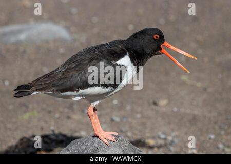 Eurasischen Austernfischer (Haematopus ostralegus) steht auf einem Stein, Berufung, Westfjorde, Island Stockfoto