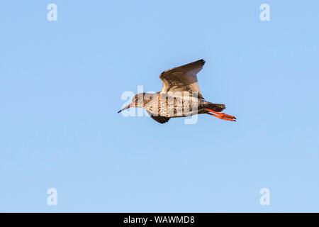 Gemeinsame Rotschenkel (Tringa totanus) im Flug, Halbinsel Snaefellsnes, Island Stockfoto