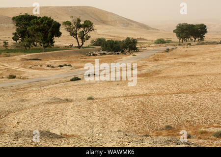 Hirte. Beer-Sheva. Israel. Stockfoto