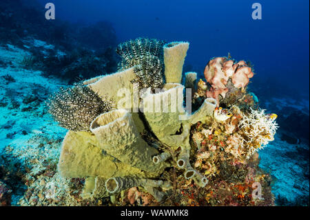 Vasenschwämme, Cribrochalina olemda, Raja Ampat Indonesien. Stockfoto