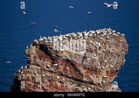 Northern Gannet (Phoca vitulina), Brutkolonie auf Bird Rock Lange Anna, Helgoland, Schleswig-Holstein, Deutschland Stockfoto