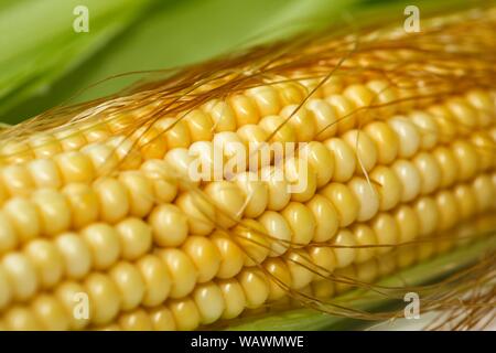 Maiskörner auf frischen Kolben (Zea mays), in Österreich Stockfoto