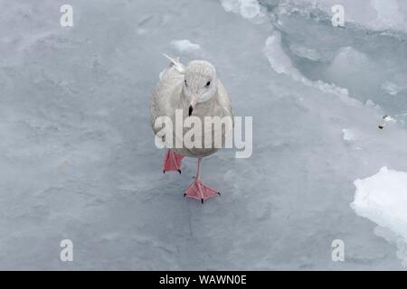 Island Möwe (Larus glaucoides), juvenile, im Winter Gefieder, Stehen auf einem Bein auf einer Eisscholle, Ilulissat, Avannnaata Kommunia, Grönland, Dänemark Stockfoto